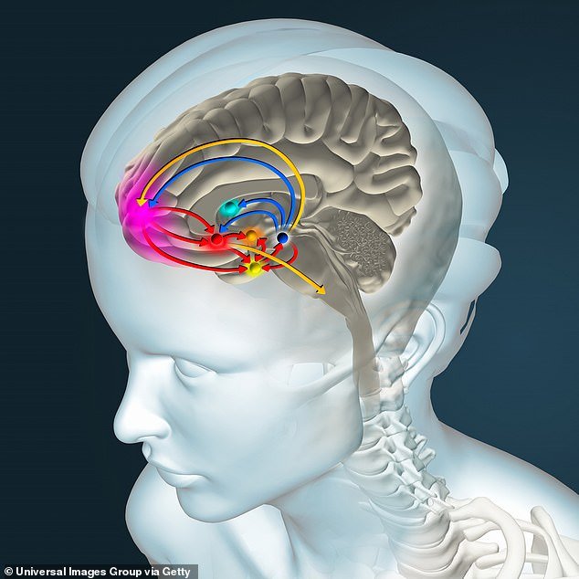 ليس حلو جدا! يقول العلماء يقولون إن الحلول قد تجعلك تعاني من "دماغ السمنة". 3 على الرغم من أنهم لم يضعوا أي وزن ، إلا أن أدمغتهم أصبحت أكثر مقاومة للأنسولين لمدة أسبوع بعد انتهاء نظامهم الغذائي ، مقارنة بمجموعة تناولت وجبات صحية (صورة ألبوم)