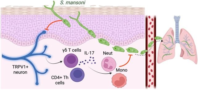 يمكن لهذه الدودة الطفيلية إيقاف قدرتك على الشعور بالألم: Sciencealert