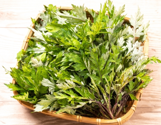 Untitled أوراق mugwort